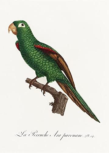 Eclectus Papağanı, Eclectus Roratus 2-1800'ler-Francois Levaillant-Kuş İllüstrasyon Mıknatısı